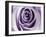Lavender Bloom-Tracey Telik-Framed Art Print