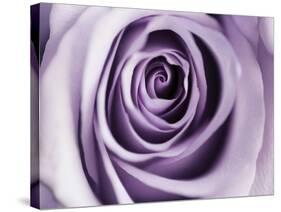 Lavender Bloom-Tracey Telik-Stretched Canvas