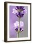 Lavender Blossoms, Close Up-Herbert Kehrer-Framed Photographic Print