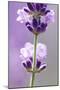 Lavender Blossoms, Close Up-Herbert Kehrer-Mounted Photographic Print