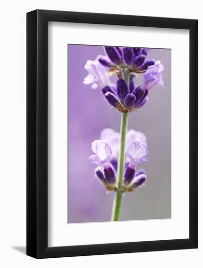 Lavender Blossoms, Close Up-Herbert Kehrer-Framed Photographic Print