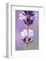 Lavender Blossoms, Close Up-Herbert Kehrer-Framed Photographic Print