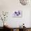 Lavender, Blossoms, Envelope, Four-Leafed Clover, Candles-Andrea Haase-Stretched Canvas displayed on a wall