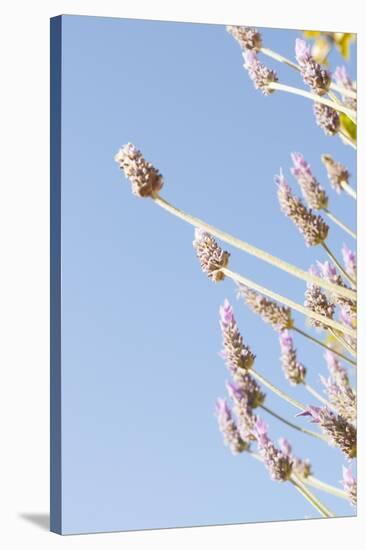 Lavender Blossoms, Lavandula Angustifolia, Syn. Lavandula Officinalis-Alexander Georgiadis-Stretched Canvas