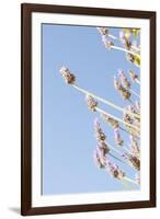 Lavender Blossoms, Lavandula Angustifolia, Syn. Lavandula Officinalis-Alexander Georgiadis-Framed Photographic Print