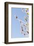 Lavender Blossoms, Lavandula Angustifolia, Syn. Lavandula Officinalis-Alexander Georgiadis-Framed Photographic Print