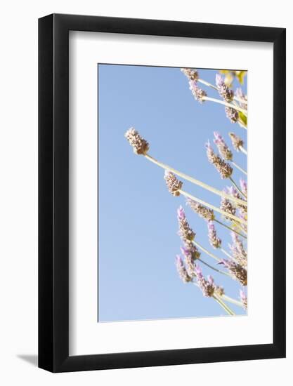 Lavender Blossoms, Lavandula Angustifolia, Syn. Lavandula Officinalis-Alexander Georgiadis-Framed Photographic Print