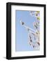 Lavender Blossoms, Lavandula Angustifolia, Syn. Lavandula Officinalis-Alexander Georgiadis-Framed Photographic Print