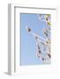 Lavender Blossoms, Lavandula Angustifolia, Syn. Lavandula Officinalis-Alexander Georgiadis-Framed Photographic Print