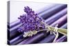 Lavender, Blossoms, Smell, Bunch-Andrea Haase-Stretched Canvas