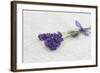 Lavender, Blossoms, Smell, Bunch-Andrea Haase-Framed Photographic Print