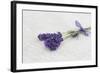 Lavender, Blossoms, Smell, Bunch-Andrea Haase-Framed Photographic Print