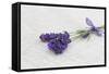 Lavender, Blossoms, Smell, Bunch-Andrea Haase-Framed Stretched Canvas