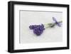 Lavender, Blossoms, Smell, Bunch-Andrea Haase-Framed Photographic Print