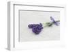 Lavender, Blossoms, Smell, Bunch-Andrea Haase-Framed Photographic Print