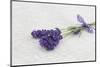 Lavender, Blossoms, Smell, Bunch-Andrea Haase-Mounted Photographic Print