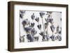 Lavender Bouquet-Nathan Larson-Framed Photographic Print