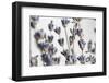 Lavender Bouquet-Nathan Larson-Framed Photographic Print