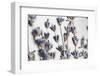 Lavender Bouquet-Nathan Larson-Framed Photographic Print