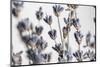 Lavender Bouquet-Nathan Larson-Mounted Photographic Print