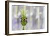 Lavender Bud I-Dana Styber-Framed Photographic Print