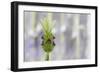 Lavender Bud I-Dana Styber-Framed Photographic Print