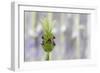 Lavender Bud I-Dana Styber-Framed Photographic Print