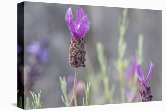 Lavender Bud II-Dana Styber-Stretched Canvas