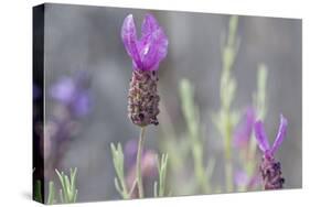 Lavender Bud II-Dana Styber-Stretched Canvas