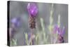 Lavender Bud II-Dana Styber-Stretched Canvas