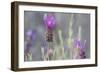 Lavender Bud II-Dana Styber-Framed Photographic Print