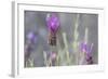 Lavender Bud II-Dana Styber-Framed Photographic Print