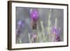 Lavender Bud II-Dana Styber-Framed Photographic Print