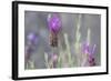 Lavender Bud II-Dana Styber-Framed Photographic Print