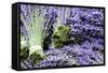 Lavender Bunches I-Dana Styber-Framed Stretched Canvas