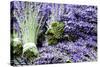 Lavender Bunches I-Dana Styber-Stretched Canvas
