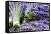 Lavender Bunches I-Dana Styber-Framed Stretched Canvas