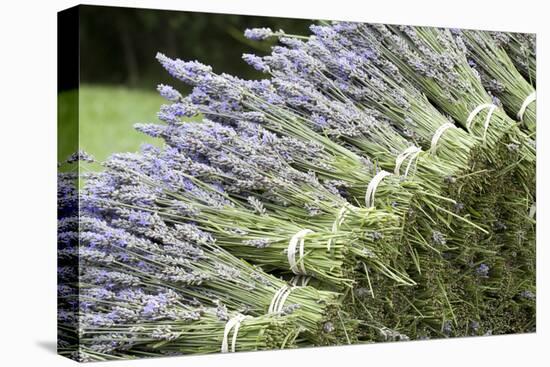 Lavender Bunches II-Dana Styber-Stretched Canvas