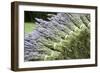 Lavender Bunches II-Dana Styber-Framed Photographic Print