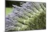 Lavender Bunches II-Dana Styber-Mounted Photographic Print