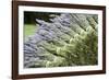 Lavender Bunches II-Dana Styber-Framed Photographic Print