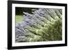 Lavender Bunches II-Dana Styber-Framed Photographic Print