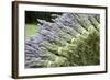 Lavender Bunches II-Dana Styber-Framed Photographic Print