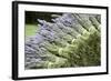 Lavender Bunches II-Dana Styber-Framed Photographic Print