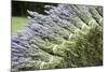 Lavender Bunches II-Dana Styber-Mounted Photographic Print