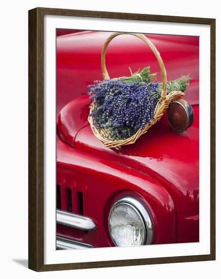 Lavender Bunches Rest on an Old Farm Pickup Truck, Washington, USA-Brent Bergherm-Framed Premium Photographic Print