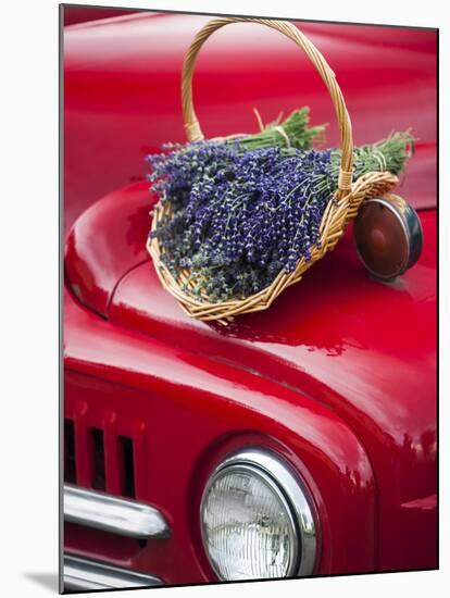 Lavender Bunches Rest on an Old Farm Pickup Truck, Washington, USA-Brent Bergherm-Mounted Premium Photographic Print