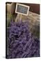 Lavender bunches to sales, Provence-Andrea Haase-Stretched Canvas