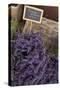 Lavender bunches to sales, Provence-Andrea Haase-Stretched Canvas