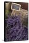Lavender bunches to sales, Provence-Andrea Haase-Framed Stretched Canvas